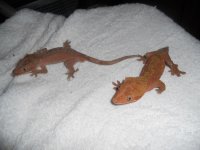 DSCN6178.jpg