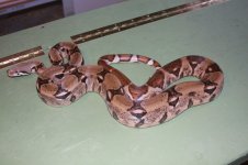 IMG_1824.jpg