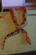 IMG_1850.jpg
