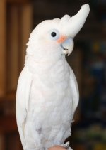 GoffinCockatoo0019[1].jpg