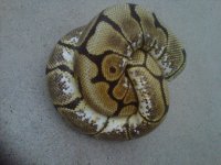IMG00295-20110320-1330.jpg