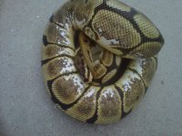 IMG00296-20110320-1331.jpg