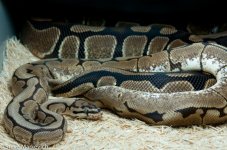 Spider Breeding April 9 2011.jpg
