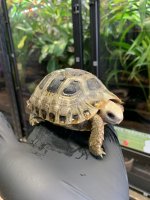 elongated-x-travancore-tortoise.jpg