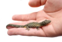 bauer_s_chameleon_gecko_-_eurydactylodes_agricolae_captive_bred_19_.jpg