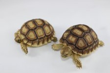 sulcata.jpg