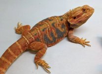 Tiger_Tiger Leatherback_M_1.JPG