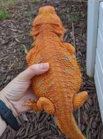 Leona_Hypo Rainbow Tiger_F_1.JPG