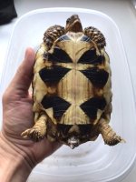Tort4.jpg