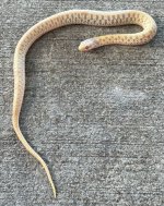 albino_gart_2__38354.jpg