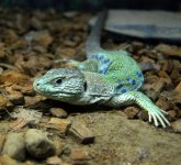 jewel_lacerta__66732.jpg