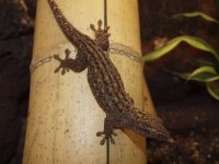 E3121212 - Ailuronyx seychellensis - Adult - Female - Full - Bamboo - LowSize_edited-1.jpg