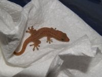 Ailuronyx_seychellensis_Hatchling.jpg
