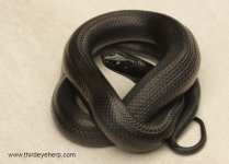 Mexican Black Kingsnake_8237.jpg