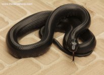 Mexican Black Kingsnake_8239.jpg