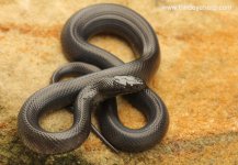 Mexican Black Kingsnake_8232.jpg