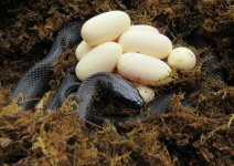 Mexican Black Kingsnake_8764.jpg