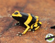 bumblebee-dart-frogs-for-sale.jpg