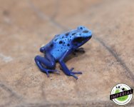 blue-azureus-dart-frog-for-sale.jpg