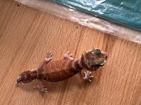 thumbnail_IMG_0365.jpg