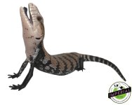halmahera-blue-tongue-skink-for-sale_a54410b3-9472-44c5-903e-87d1e00ceb0e - Copy.jpg