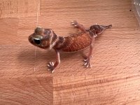 thumbnail_IMG_0369.jpg