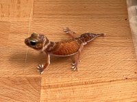 thumbnail_IMG_0379.jpg