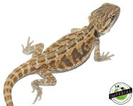 Citrus-bearded-dragon.jpg