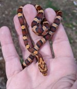 baby female 3.jpg