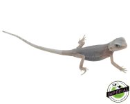 transulcent-hypo-zero-bearded-dragon-for-sale.jpg