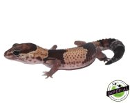tangerine-pos-het-amel-african-fat-tail-geckos-for-sale.jpg