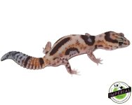 aberrant-whiteout-pos-het-amel-oreo-african-fat-tail-gecko-for-sale.jpg