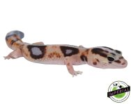 striped-whiteout-pos-het-amel-patternless-african-fat-tail-gecko-for-sale.jpg