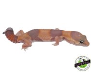 tangerine-amel-african-fat-tail-gecko-for-sale.jpg