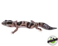 striped-whiteout-pos-het-amel-oreo-african-fat-tail-gecko-for-sale.jpg