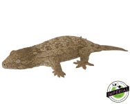 GTX-Leachianus-Gecko-For-Sale - Copy.jpg