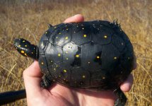 spotted turtle.jpg