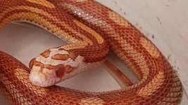 21gj06amelmotleyfemale.jpg