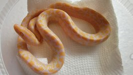 22KARB01MaleAlbinoCRB.jpg