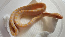 22KARB02MaleAlbinoCRB.jpg