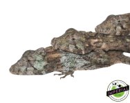 cuban-false-chameleon-for-sale_bae1dbdc-c8d2-4546-87a5-ecf0f8fe7dd0 (1).jpg