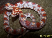 Ultramel Female #1.jpg