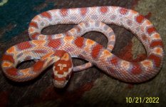 Ultramel Male #5.jpg