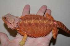 RedTransFemale7.jpg