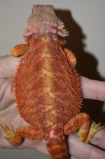 RedTransFemale7...jpg