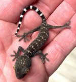 tokay2.jpg