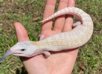 IVORY.jpg