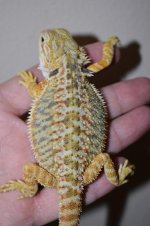 CTMale6..jpg