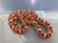 #5 male 66g A.jpg