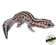 striped-whiteout-patternless-adult-female-african-fat-tail-geckos-for-sale.jpg